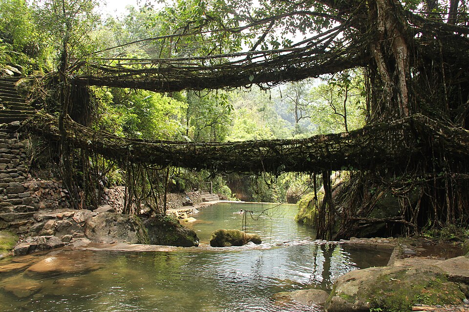 Meghalaya - Living Root Bridge